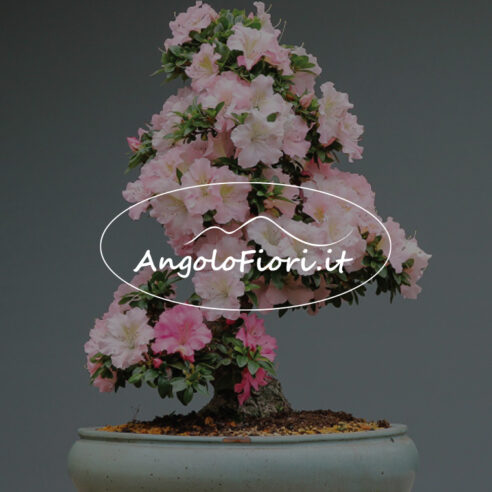 Angolo dei Fiori